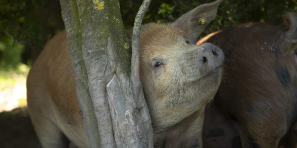 Waddenvarkens_GoedGehouden9