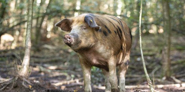 boeren in het bos klein echt63